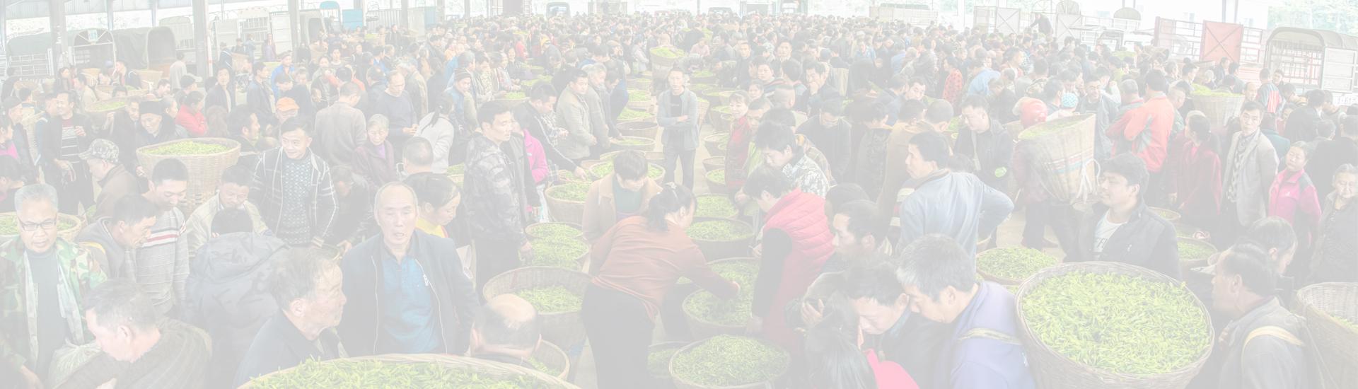 茶叶资讯